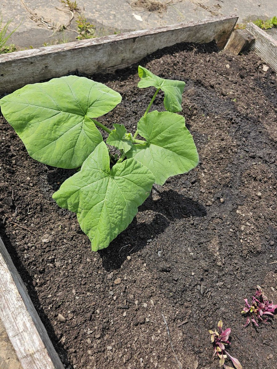 Moments of Freedom 🧡 (@moments_freedom) on Twitter photo Brilliant to see how well the Moments of Freedom beds are doing at the <a href="/clydebankha/">clydebankha</a> Centre81 community garden! Brilliant to see how well the Moments of Freedom beds are doing at the <a href="/clydebankha/">clydebankha</a> Centre81 community garden! 