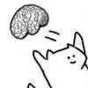 水果甜野猫~有主😋🥑🐱 tweet media