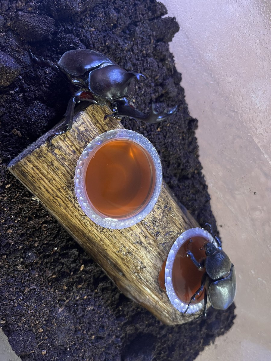 Spiritus_Beetle's tweet photo. 今年は繁殖成功させるぞ https://t.co/oYUrJHVU1C