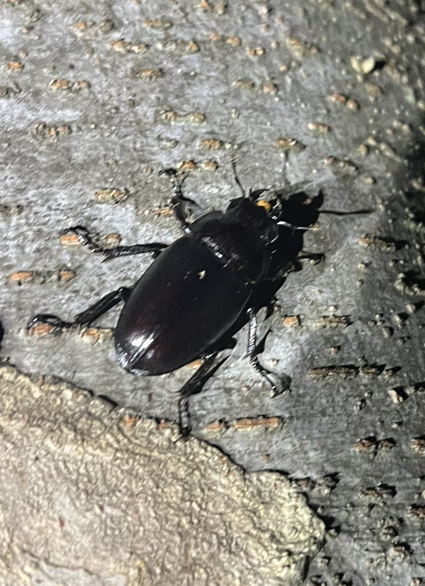 Spiritus_Beetle's tweet photo. 逃げられてしまったけど何クワガタのメスだったんだろう https://t.co/KMyIKjZsA2
