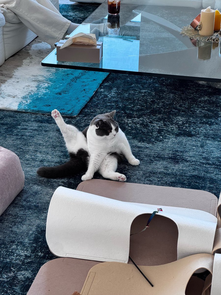 taemcatboy's tweet image. she’s always a little diva