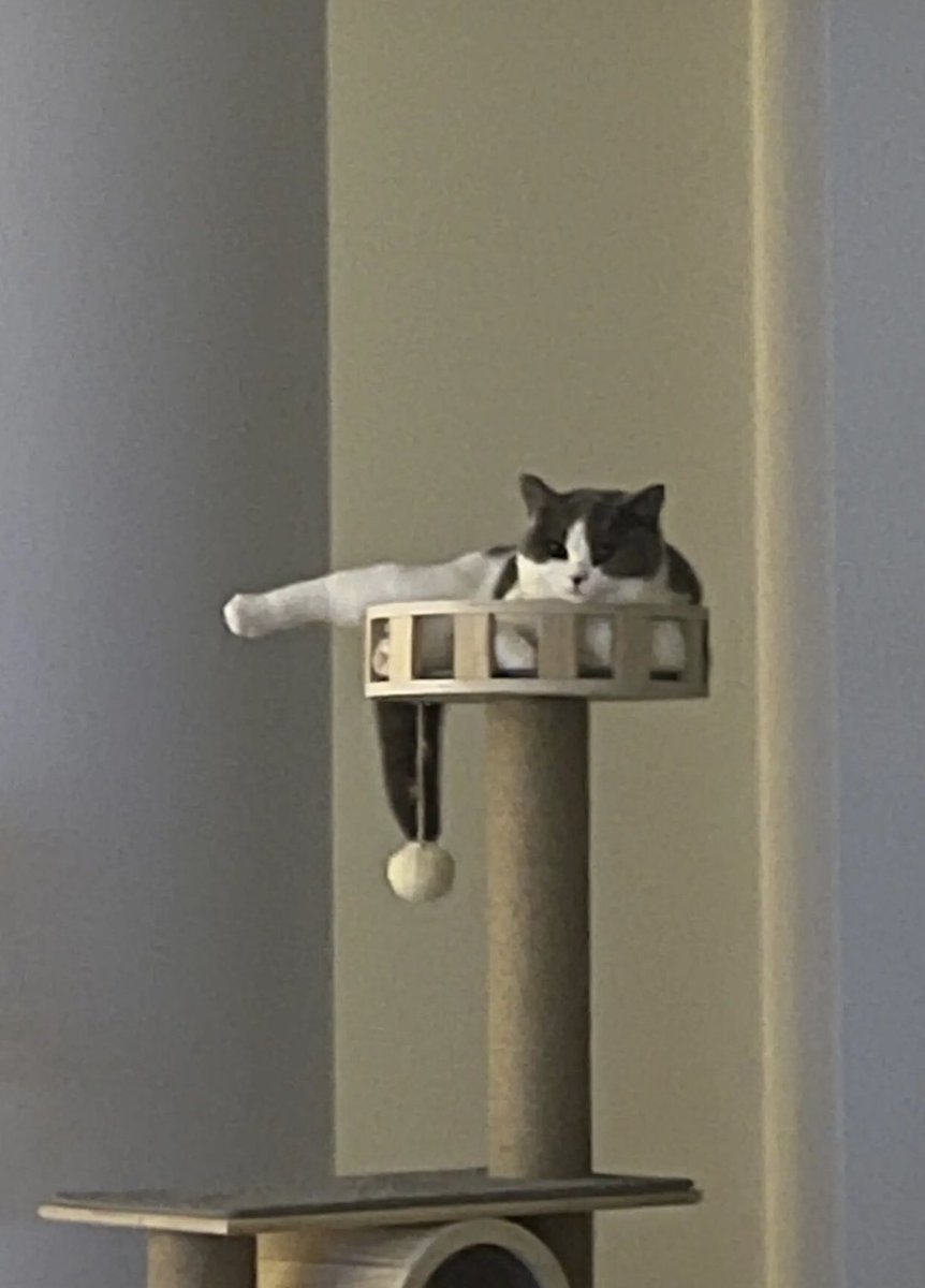 taemcatboy's tweet image. she’s always a little diva
