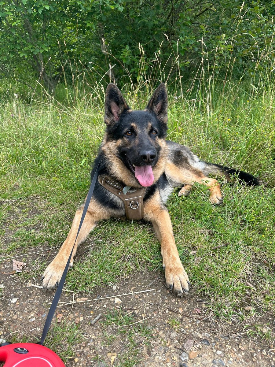 Nino is looking for a new home. An experienced owner would be great for him. All his details are on our site here help2rehome.com 🐶 🏠 #Germanshepherd Can you please share to help him on his way? 🙏🏼
