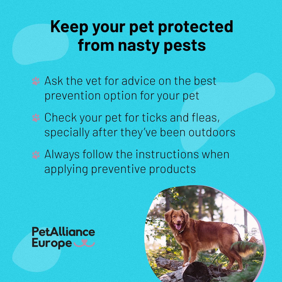 PetPowerEU's tweet image. #Parasites don’t just bug out pets, they can bring serious diseases into our homes too! 😱
👉With preventive care, you can keep your pets safe and your home parasite-free.
#ParasiteControl #PetCare