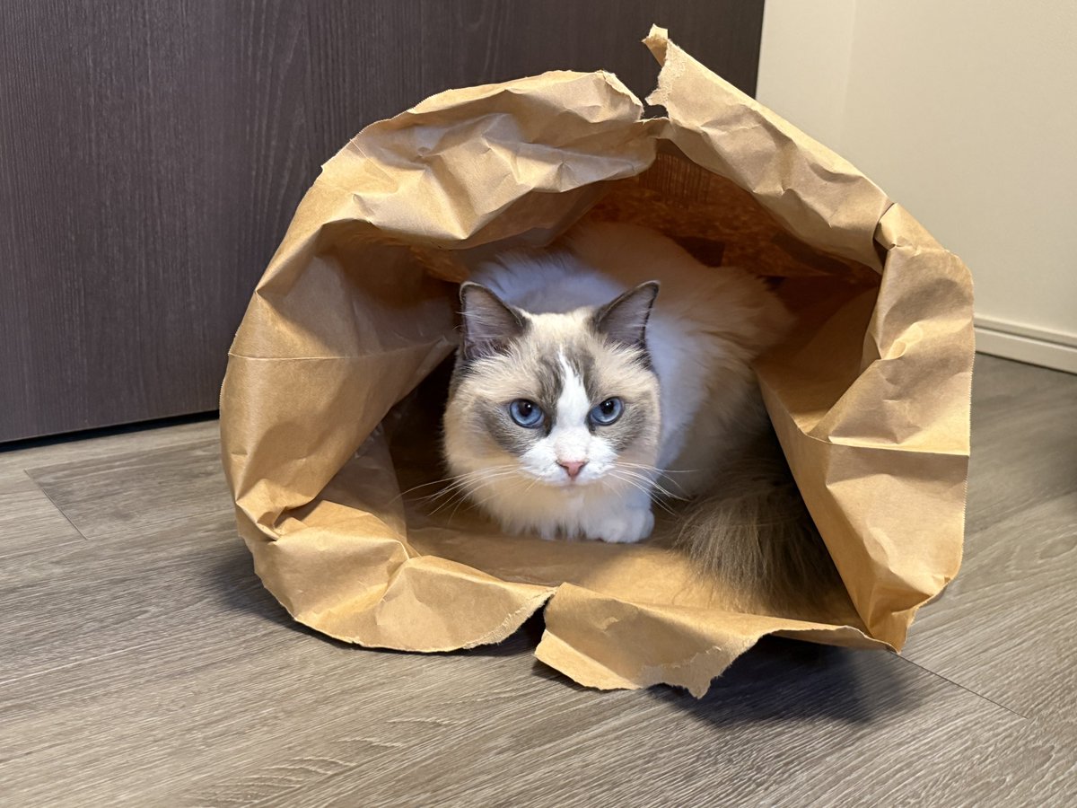 ragdoll0504's tweet image. 見つかる気まんまん