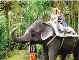 في تايلاند 
حتى يتمكن السياح من الركوب على ظهور الفيلة ويستانسون بذلك 
لازم يضربونها الين تعض الارض