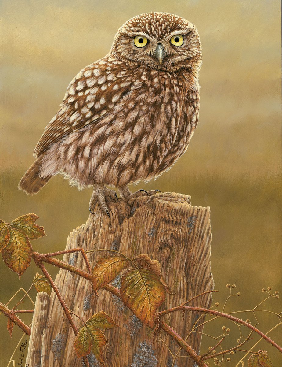 RobertEFuller's tweet photo. Painting of the week: 'A Little Owl in Evening Light' 🎨🖌️inspired by my little owl studies 🦉https://t.co/BPEAHNTSPy https://t.co/tmCu6d5LAc