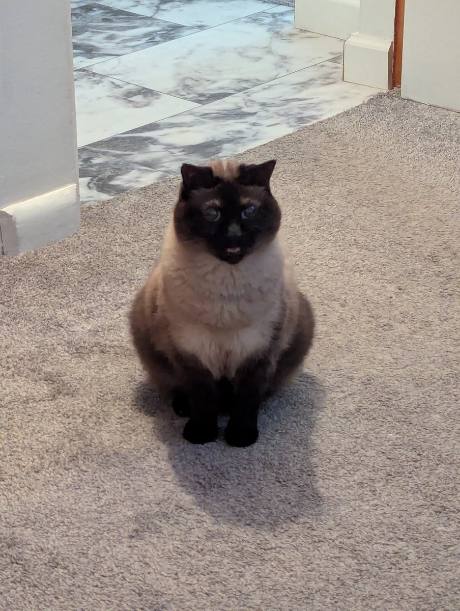 brutus decided to bite her then scamper away for some reason so she came and sat in the middle of the floor to complain about it