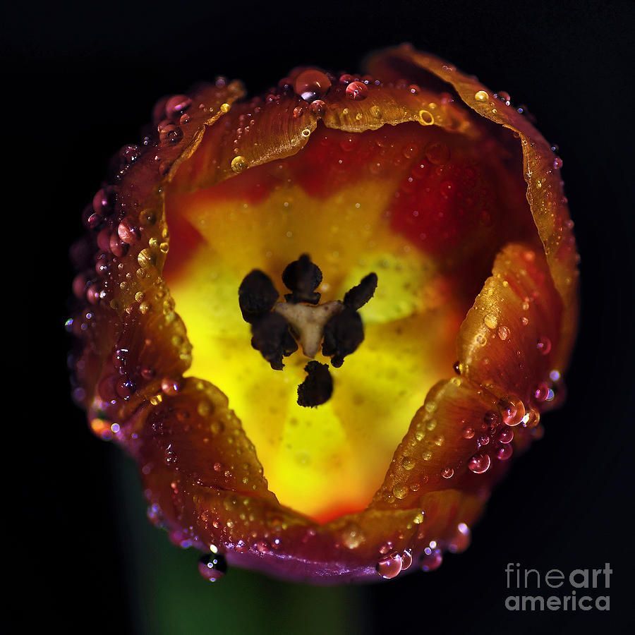 #Furnace in a #Tulip 2 by Kaye Menner #Photography Wide variety #Prints &amp; lovely #Products at: 

buff.ly/efQFhe4

#droplets #night #nightlight #macro #redyellow #homedecor #giftideas #wallartforsale #Art #artforsale #BuyIntoArt #AYearForArt #Artist #FineArtAmerica