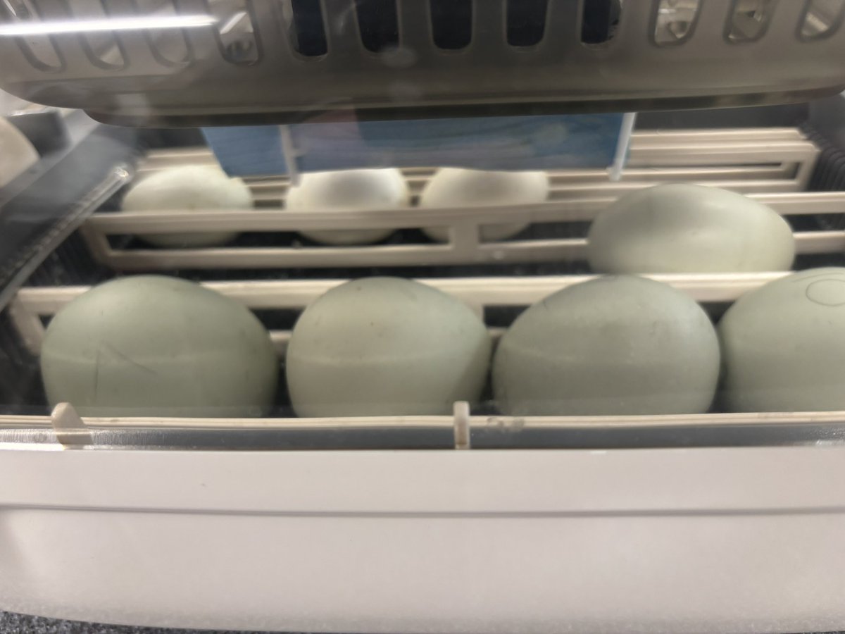 🦆 Today our science club candled our 8 fertile duck eggs to check their progress over the past 2 weeks — and great news! 6 are definitely growing strong 💪🐣 The other 2 are still a mystery, so we’ll check again tomorrow. Fingers crossed! 🤞🔬 #ScienceClub #DuckEggs #STEM