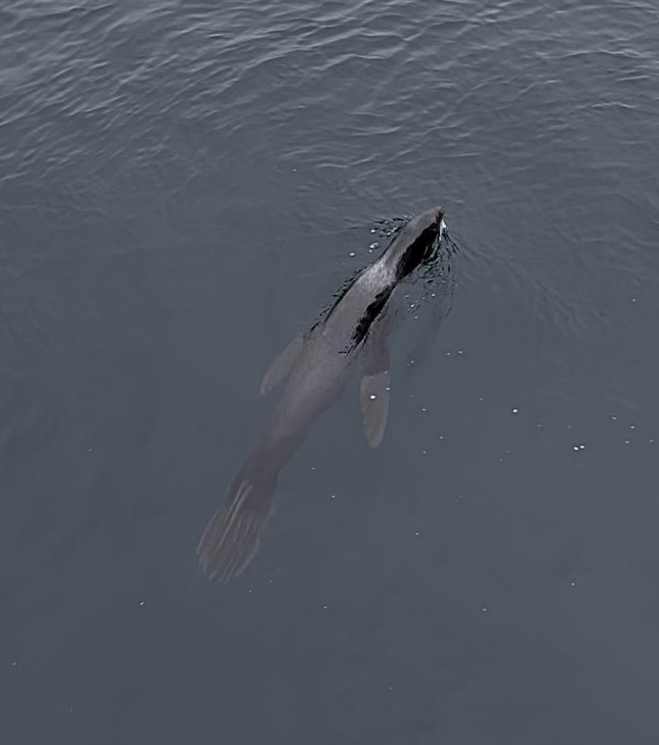 While the current expedition on R/V Atlantis in the Aleutian Arc off #Alaska is focused on natural resources below the waves, the science team has marveled at Alaska's #wildlife above the waves as well.

Check out some of the team's wildlife observations: usgs.gov/centers/wetlan…