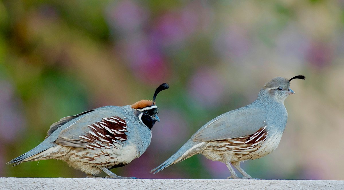 Gambel's quail couple 🇺🇸

#USA
