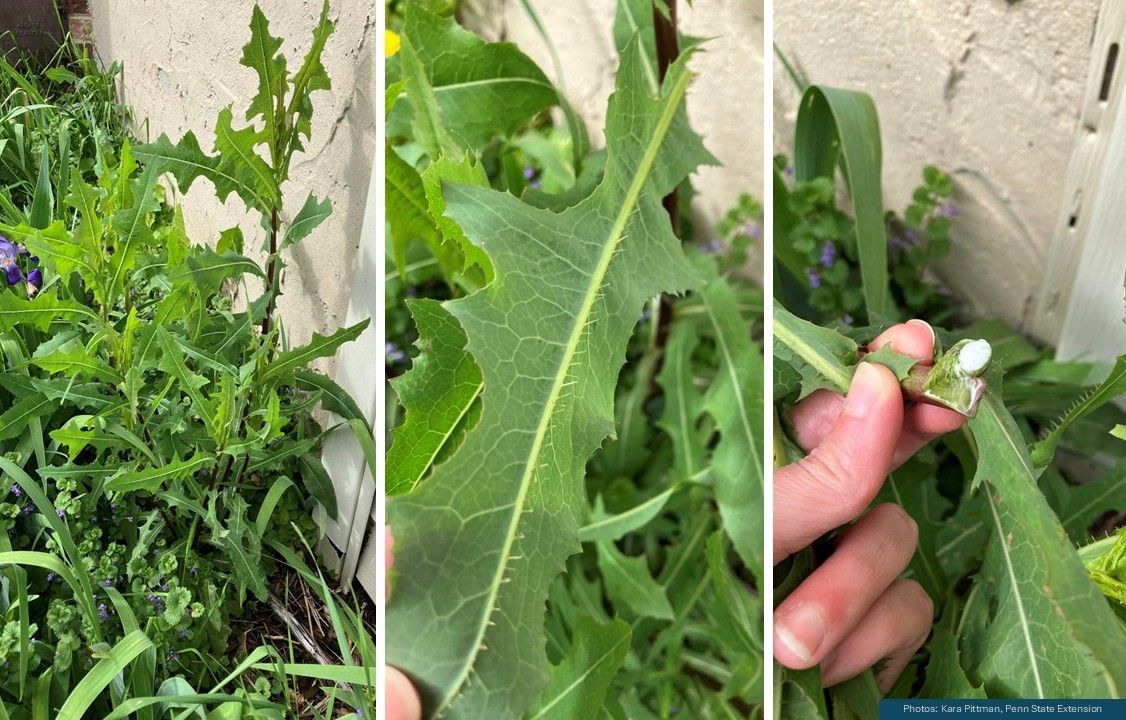 Prickly lettuce has spines under its leaves &amp; produces a milky sap—easy to ID. Mature plants are tough to pull due to a deep taproot. Clip back now to stop seed spread, and plan to monitor for new growth next year.