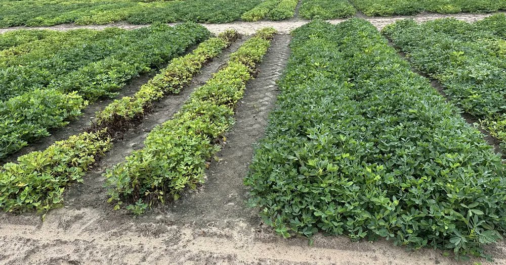 #Root-knot nematodes can slash #peanut yields by 50%! But new lines with resistance from Arachis stenosperma show 99% less infestation and no yield penalty. A win for farmers with or without #nematode pressure!  #OpenAccess Read: doi.org/10.1002/csc2.7…