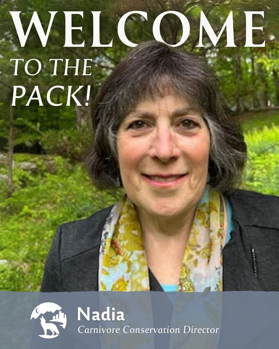 Welcome to the pack, Nadia! 🐾

As #ProjectCoyote's new Carnivore Conservation Director, Nadia is already helping lead the way for wild carnivores through compassionate, science-based advocacy.

Join us in giving her a warm welcome!