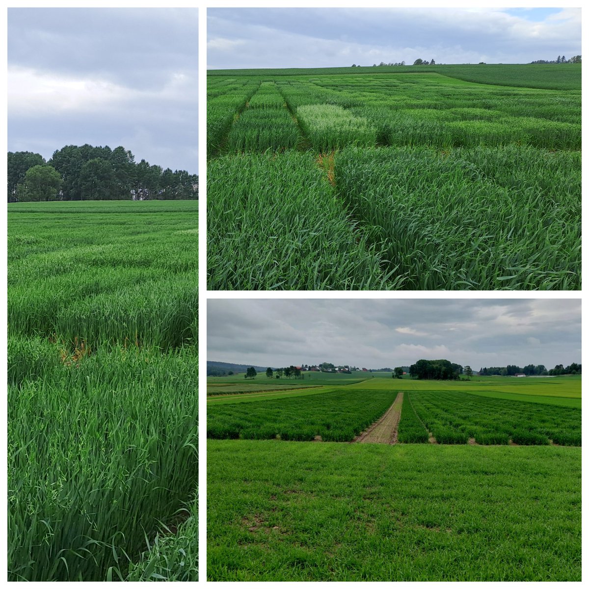 The first oat panicles started to emerge at Ås, Norway, last week. Great to see that the earliest plots in our cultivar experiment are selections from our prebreeding population! Early maturing oats for the northern oat frontier!