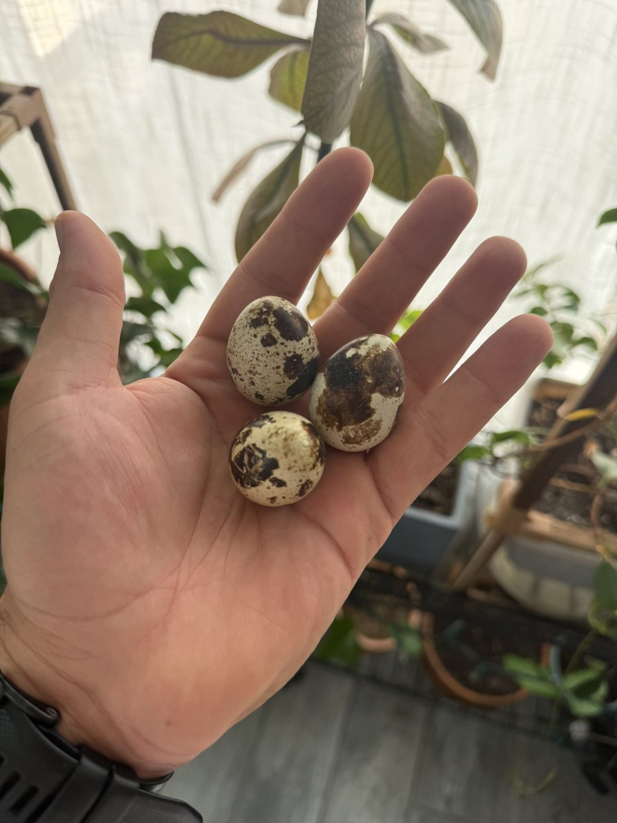 littlenino03's tweet photo. Garden-fresh to gourmet! Sweet Banana Peppers, Delicate Quail eggs and the delicious meal they created ✨ https://t.co/xvnGeArmtT