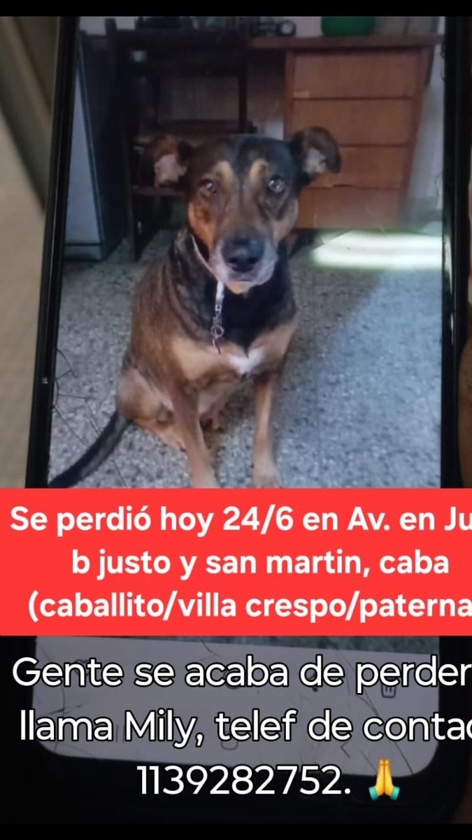 laurasa321368's tweet photo. Se perdio Mily en Juan B. Justo y San Martin, Caba hoy 24 /.  
Celu en el graph. No dudes en retenerla y llamar https://t.co/tw9avqoFTY