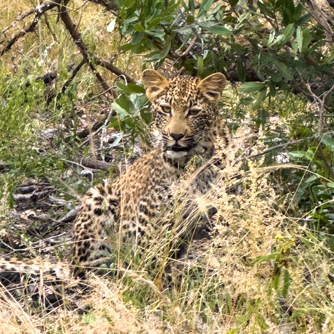 NateyesPhoto's tweet image. Leopard cub looking for its mom who went off to hunt

#leopard #nature #africa #sabisand #naturephotographer #wanderlust #traveltheworld @travelpics