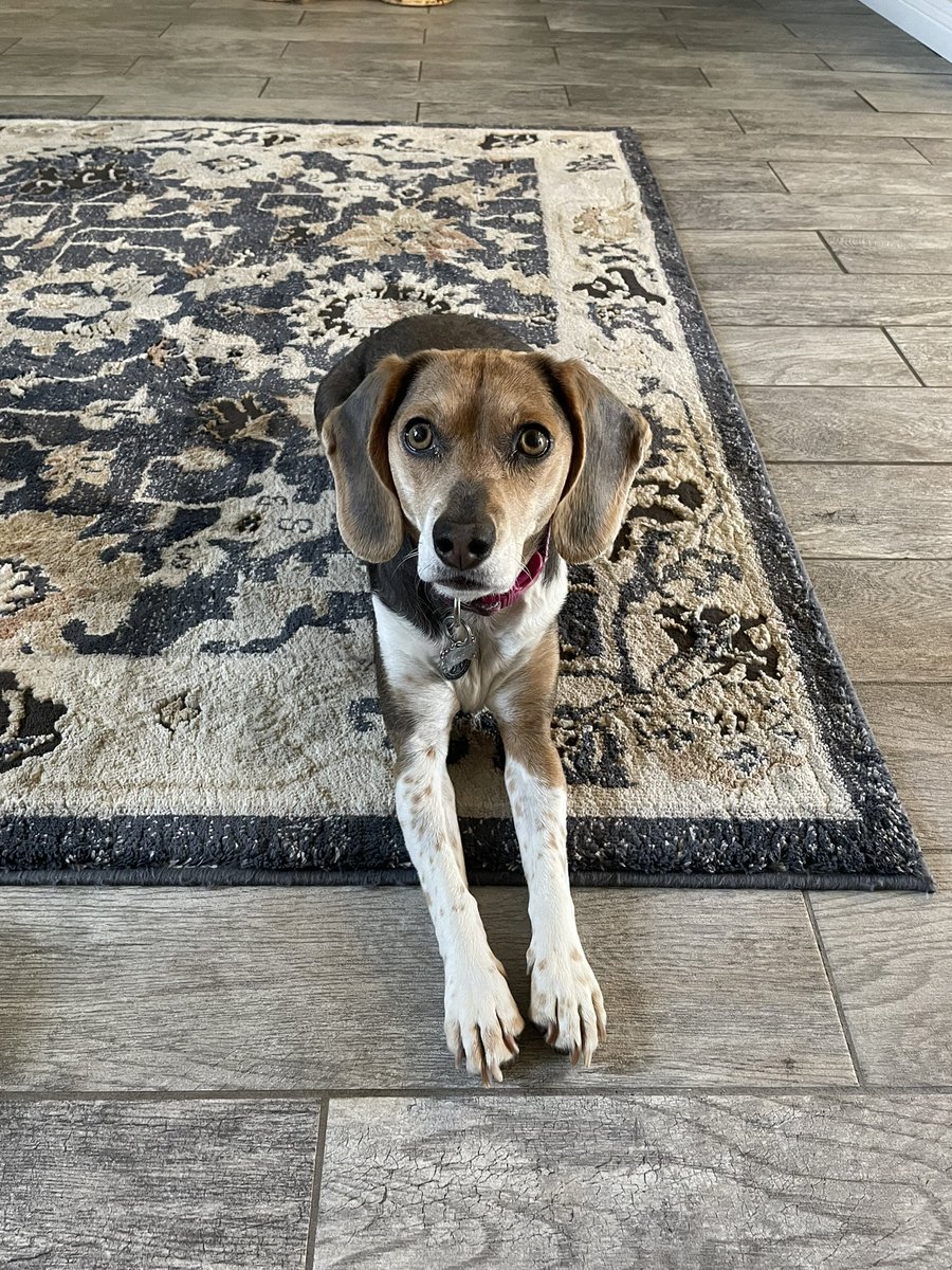 Just call me Maggie Long Legs 😂😂😂

#maggiemaythebeagle