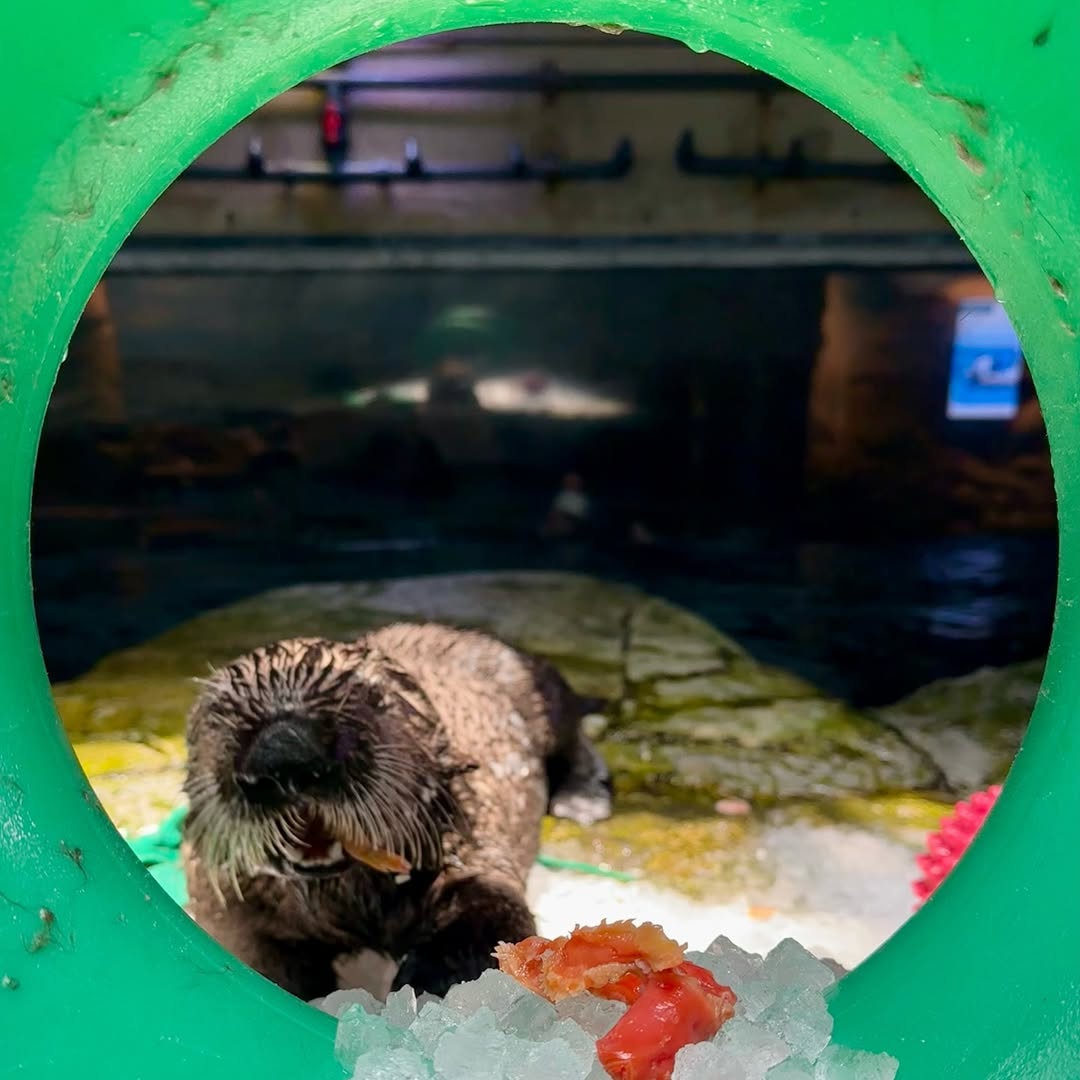 Is this a portal to a Sea Otter Universe or otter 972 just enjoying some pawsome enrichment? Either way, it’s otterly adorable. 💚🦦🟢

Photos by Mammalogist Alex