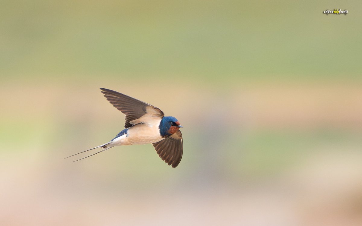 Siempre complicado hacerles una foto en vuelo.

#Golondrina