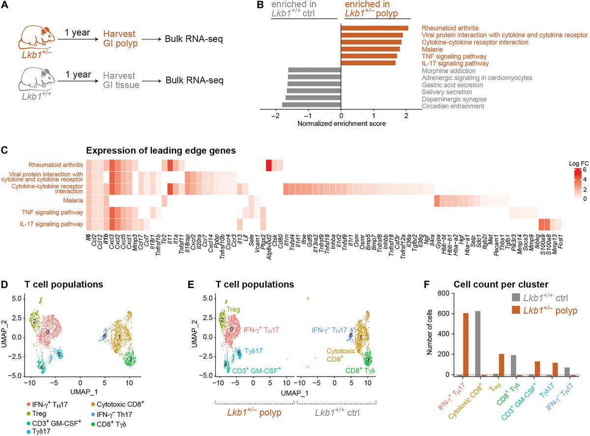 Science Advances (@scienceadvances) on Twitter photo Researchers discovered that cytokine IL-17 plays a key role in polyp formation in the digestive tracts of LKB1 mutant mice. This suggests blocking IL-17 with antibodies may slow the growth of LKB1 mutant tumors. <a href="/DrRGJonesLab/">Russell Jones</a> scim.ag/3ZEYPuF Researchers discovered that cytokine IL-17 plays a key role in polyp formation in the digestive tracts of LKB1 mutant mice. This suggests blocking IL-17 with antibodies may slow the growth of LKB1 mutant tumors. <a href="/DrRGJonesLab/">Russell Jones</a> scim.ag/3ZEYPuF