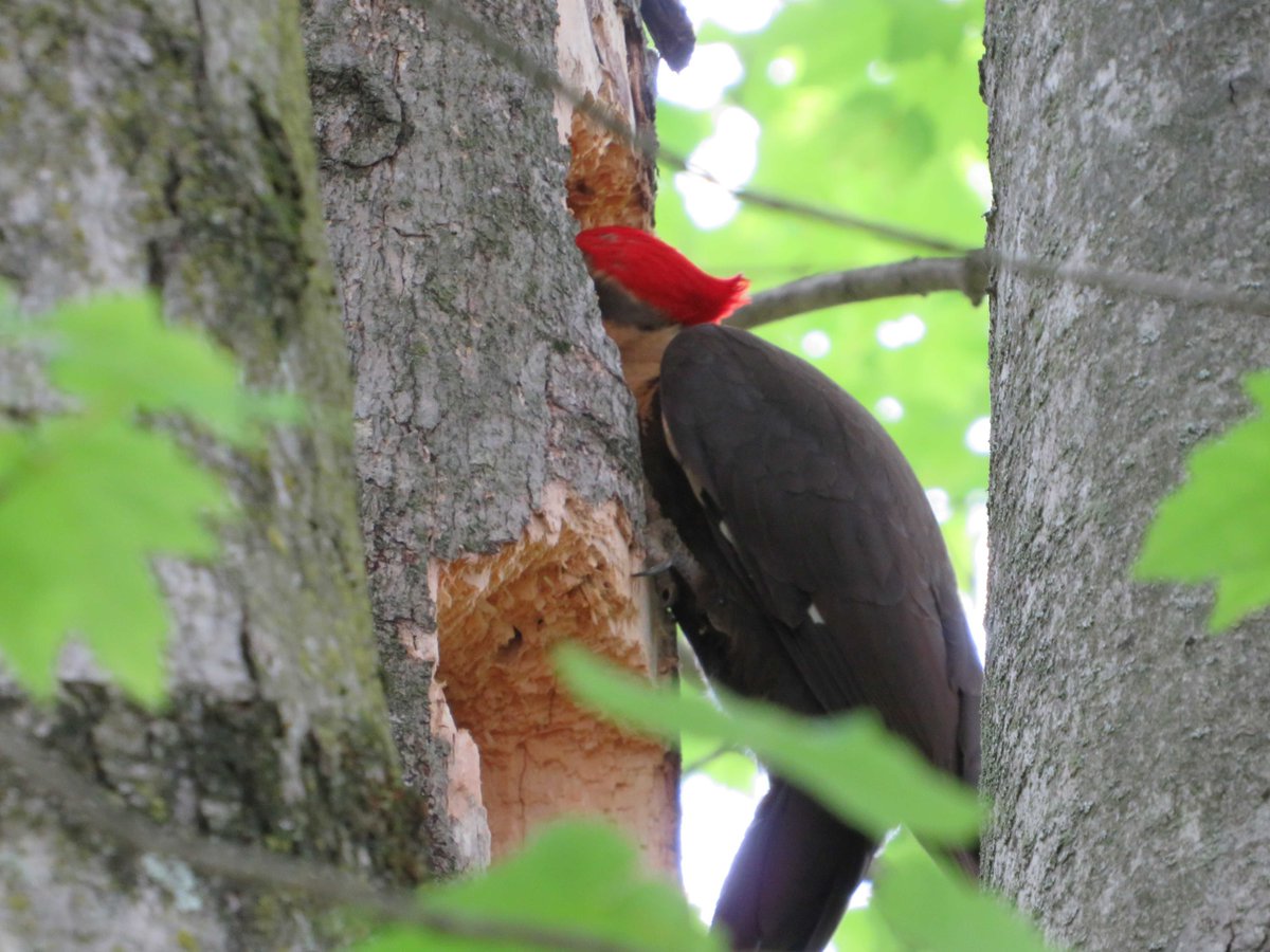 SchuylkillCtr's tweet photo. This Pileated Woodpecker was spotted looking for food in a tree branch by Fire Pond. With 365 acres of protected and restored habitat, birds and other wildlife are thriving here at the Schuylkill Center. 

Photos: Susan Slawinski https://t.co/bxtwnd1Mgt