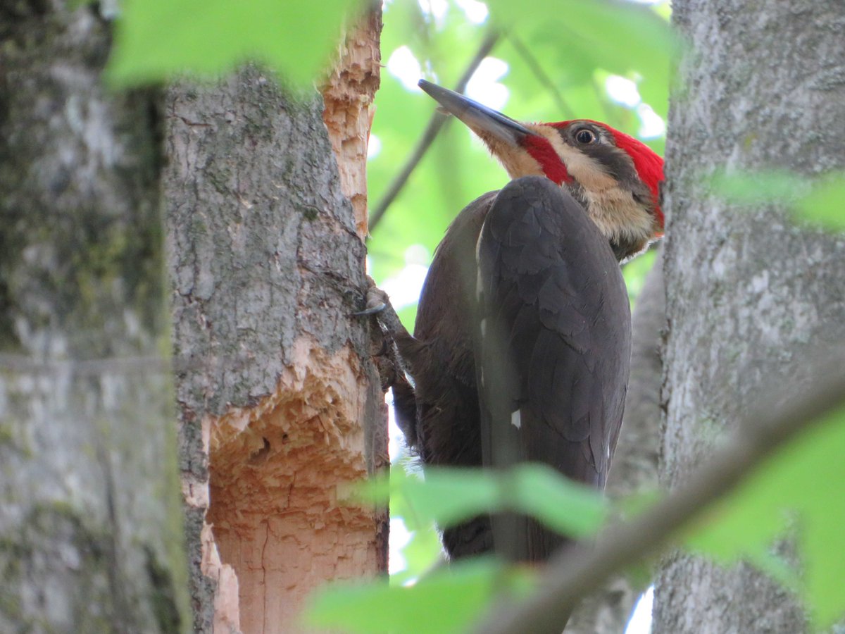 SchuylkillCtr's tweet photo. This Pileated Woodpecker was spotted looking for food in a tree branch by Fire Pond. With 365 acres of protected and restored habitat, birds and other wildlife are thriving here at the Schuylkill Center. 

Photos: Susan Slawinski https://t.co/bxtwnd1Mgt