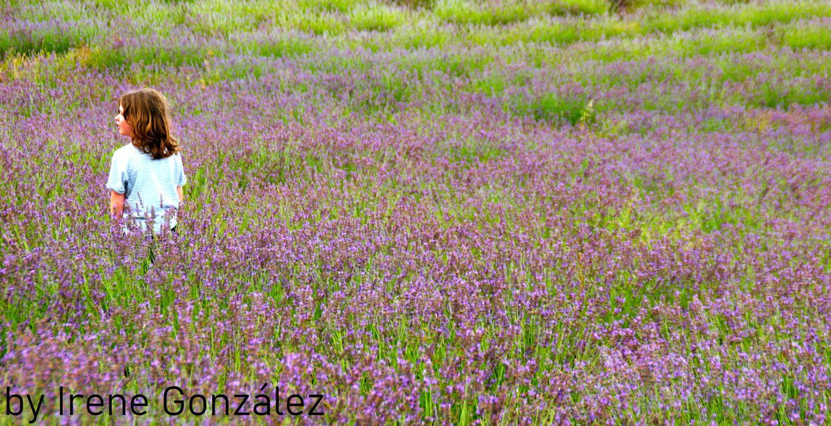 MediaAge_Irene's tweet photo. Un plan que huele a #verano y a #campo, nos vemos entre #lavandas? Te vienes?

#fotoperiodismo #viatges #exploringtheglobe #irenegonzalez #periodista #viajesporelmundo #viaja   #turismogastronomico #castillatermalBrihuega #Brihuega #CamposDeLavanda  #Guadalajara #Travel https://t.co/yveI5FLKOa