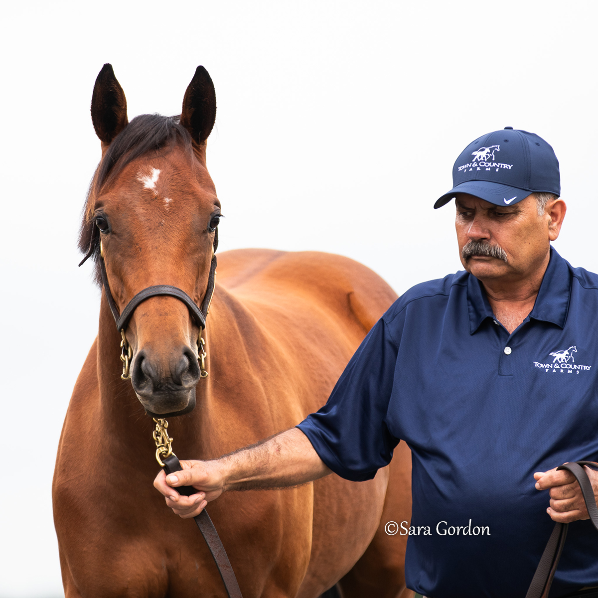 TDN (@thetdn) on Twitter photo From Grade I winners Adare Manor to Formidable Man and Newgate...<a href="/TownCountryFarm/">Town & Country Farms</a> had quite the banner year in 2024. The boutique commercial breeding operation prides itself on putting the horses first, always, and it shows in the yearlings they bring to the sales and how they go From Grade I winners Adare Manor to Formidable Man and Newgate...<a href="/TownCountryFarm/">Town & Country Farms</a> had quite the banner year in 2024. The boutique commercial breeding operation prides itself on putting the horses first, always, and it shows in the yearlings they bring to the sales and how they go