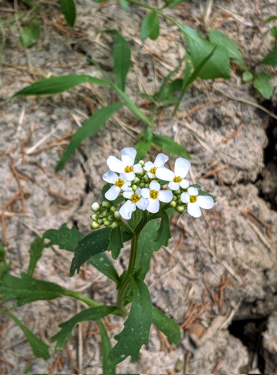 Finding it fun to identify the random wildflowers growing from seeds. Last post was cow soapwort. This Austrian Draba that just bloomed