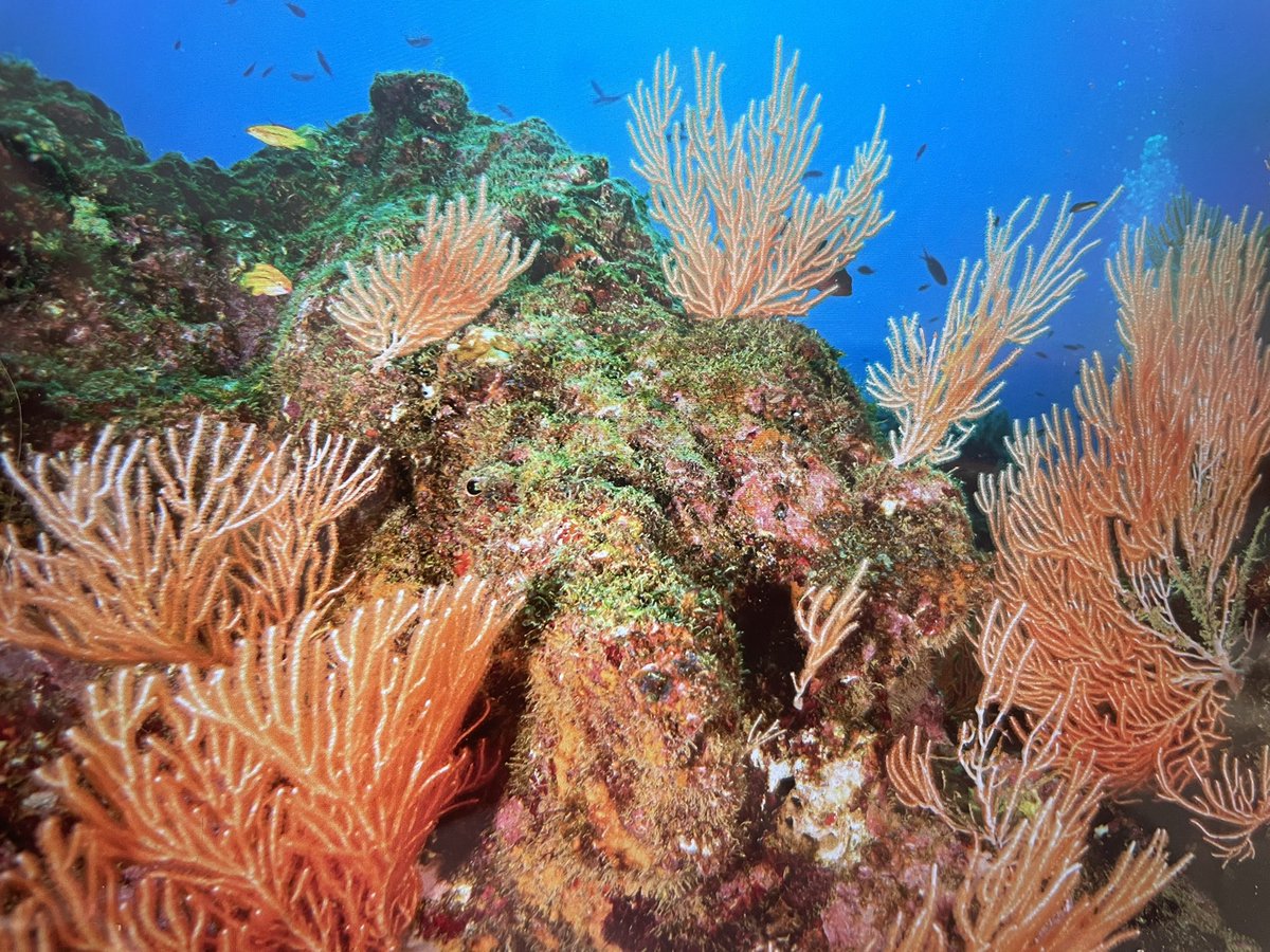 🌊 At the 35th #SPLOS, Belgium reaffirmed its commitment to #UNCLOS and the International Seabed Authority. 🇧🇪 calls for strong deepseamining rules that protect marine life &amp; the environment, while upholding the deep seabed as the Common Heritage of Mankind without exceptions.