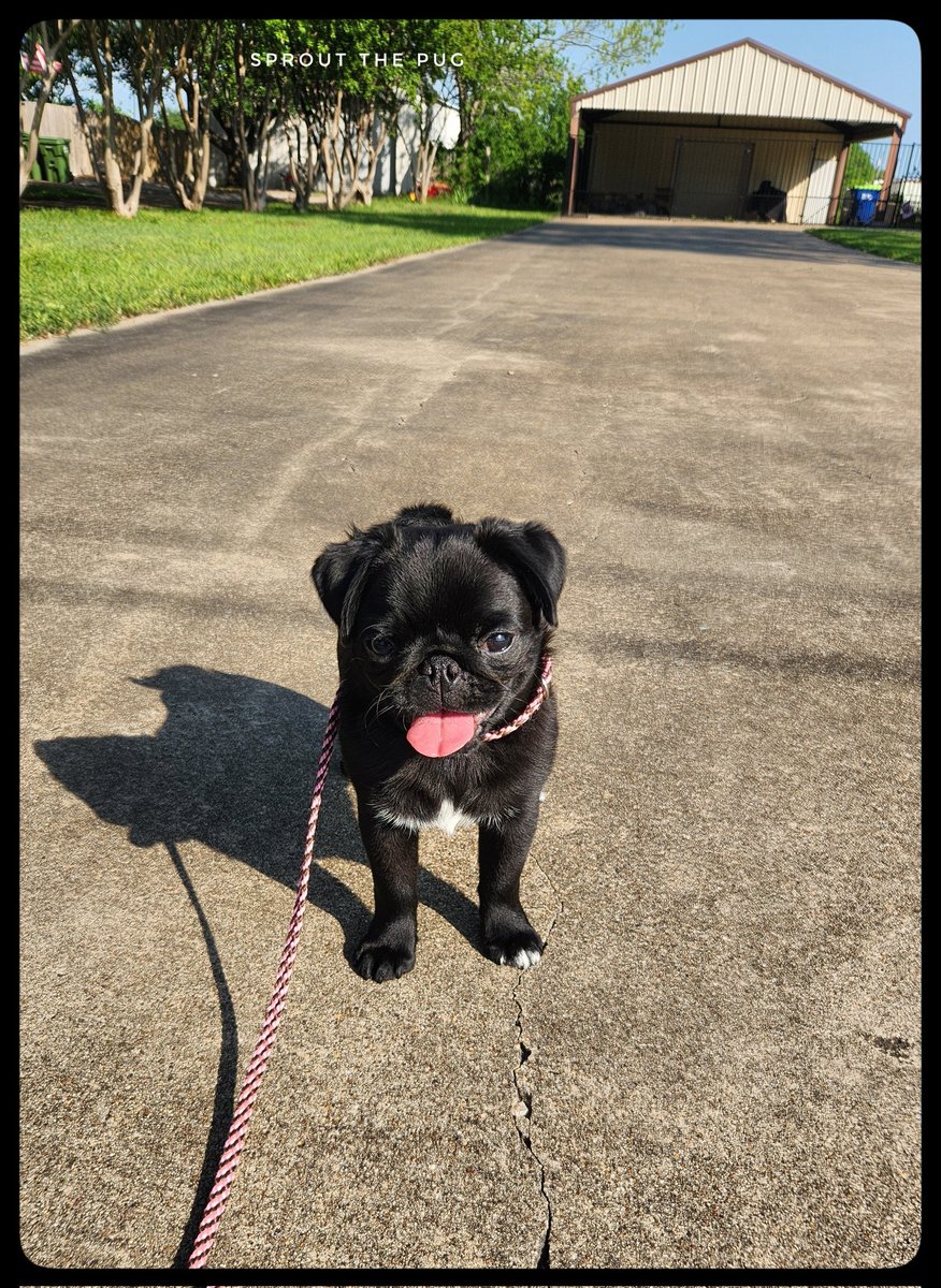 JuiceBox here! 

It's #throwbacktuesday and I was learning to walk on a leash 2 months ago! This was me refusing to move! 🤣 

#takeitoff #puppylogic #blackpugpuppy #pugpuppy #puglife