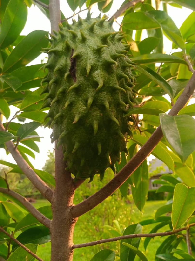 This fruit looks like it has hair.