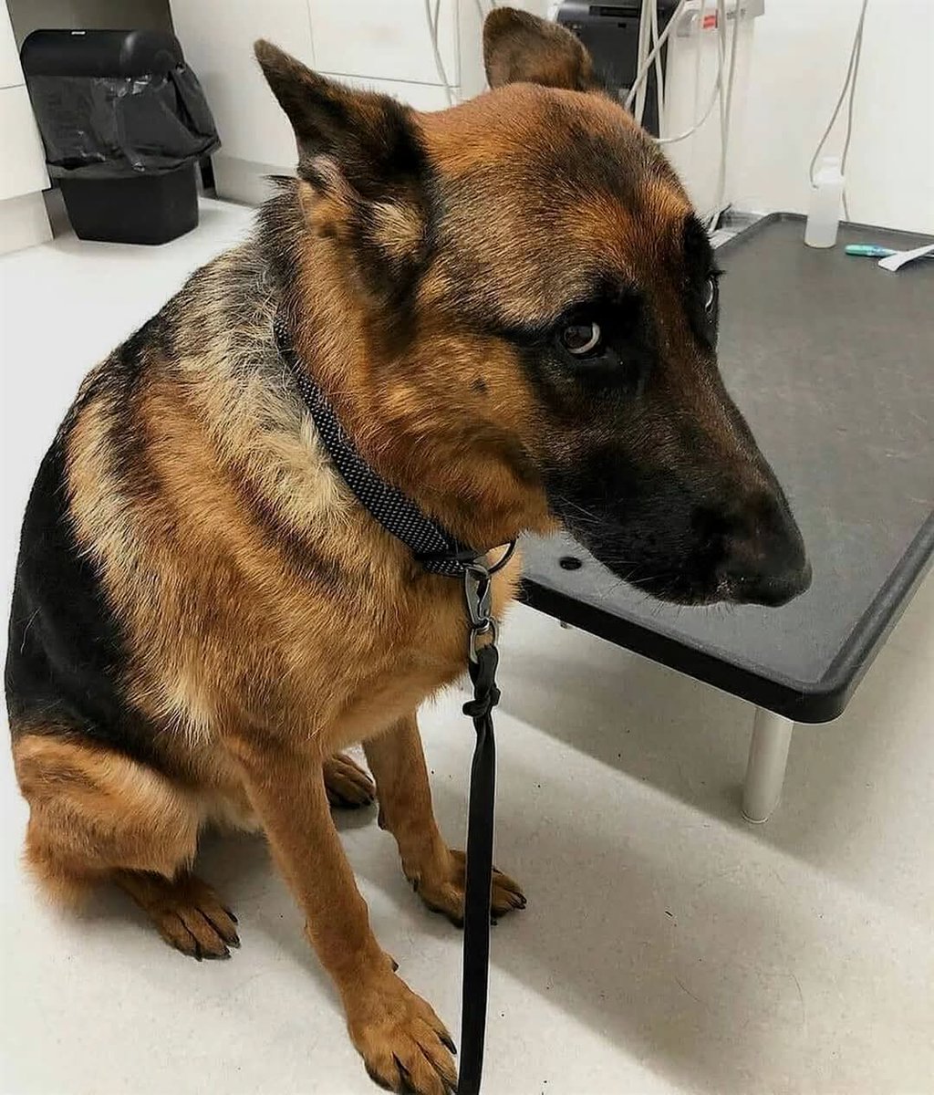 The face you make when you are at the vet and they are out of treats... 😑🍖