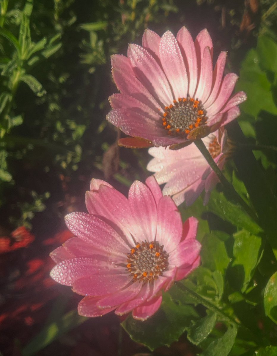 Happy Wednesday #bloomscrolling