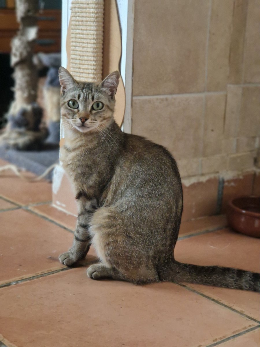 4catsVLC's tweet image. Marla tiene casi un año, lleva con nosotras ya unos meses. Es muy guapa, mucho. Algo tímida al principio, pero se deja querer con un poquito de paciencia.
Si te has enamorado, está en #Valencia contacto Silvia 635 12 78 55

 #adoptaungato #4catsvalencia #gato #AdoptaNoCompres