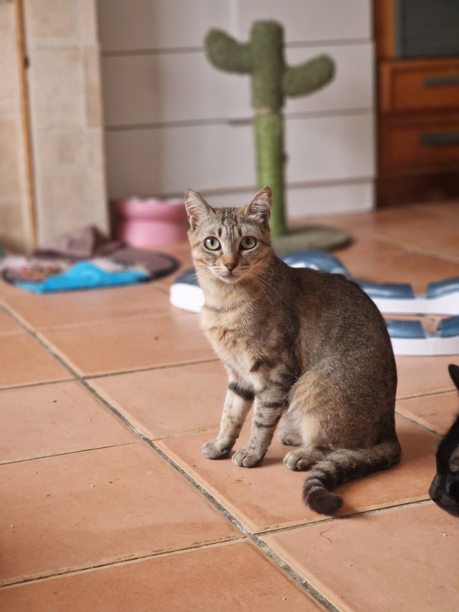 4catsVLC's tweet image. Marla tiene casi un año, lleva con nosotras ya unos meses. Es muy guapa, mucho. Algo tímida al principio, pero se deja querer con un poquito de paciencia.
Si te has enamorado, está en #Valencia contacto Silvia 635 12 78 55

 #adoptaungato #4catsvalencia #gato #AdoptaNoCompres