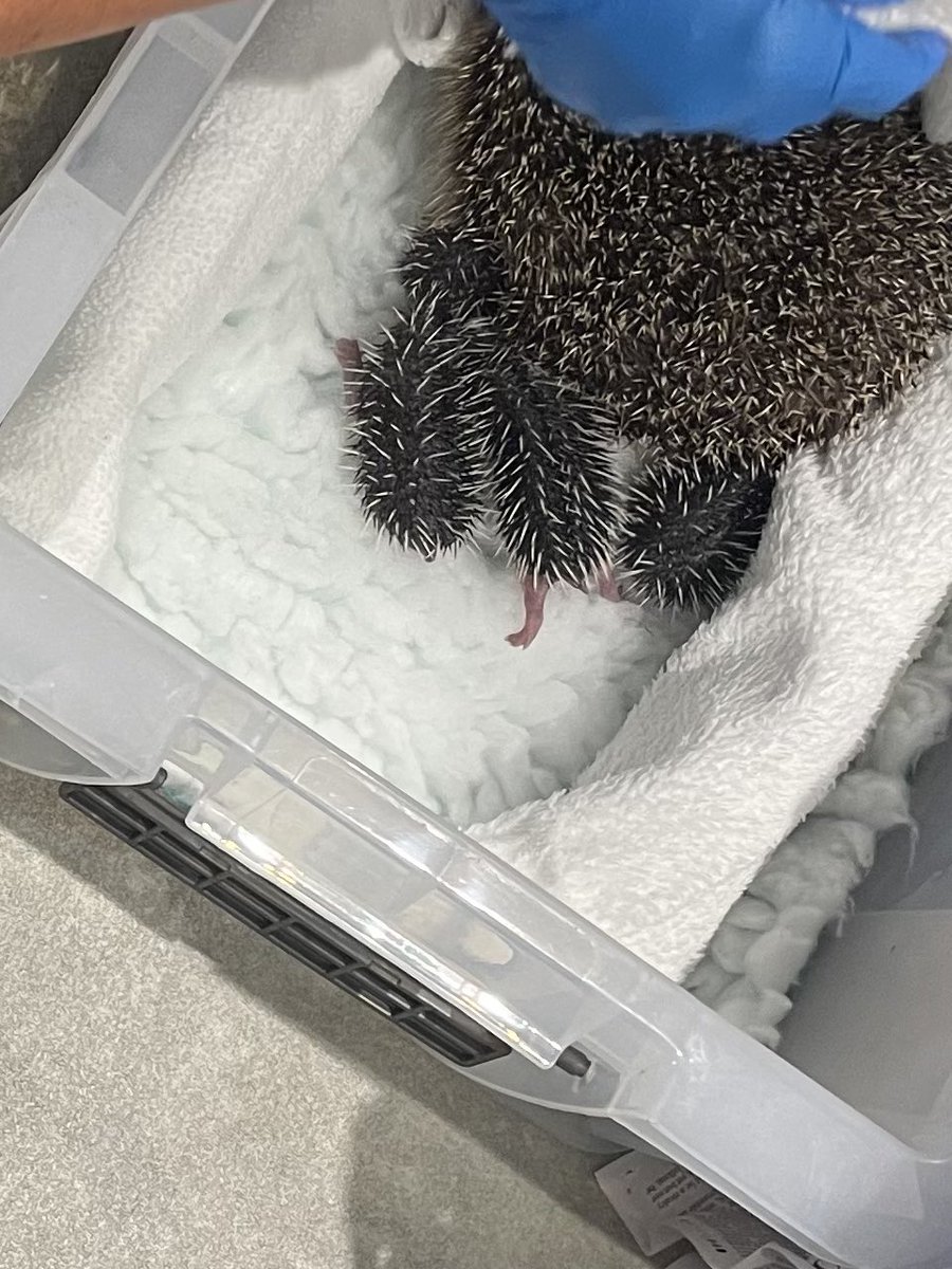pricklelodge's tweet image. Darling Astrid’s 4 precious hoglets are 5 wks old today. Just look at them now 🤗. They’re being weaned, but as you can see they’re still pestering mum for a feed. She’s been an amazing mum ❤️The hoglets weigh between 228g&amp;amp;317g, their rate of development is incredible  #hoglets