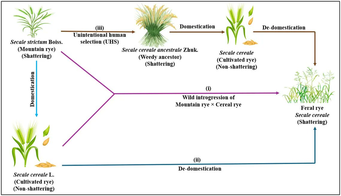 #CerealRye is a #CoverCrop champ, but could it turn into a weedy menace? This review article highlights that, with traits like delayed flowering &amp; seed shatter, its wild side might threaten ecosystems. #InvasiveSpecies
Read the full article here: doi.org/10.1002/csc2.7…