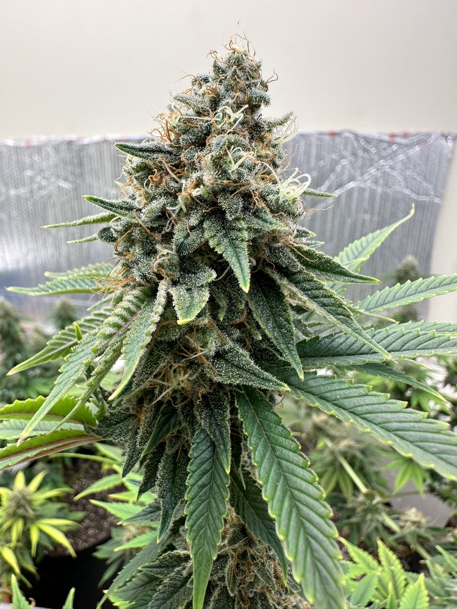 Kannabia Seeds (@kannabiaseeds) on Twitter photo GELATO-K de #KannabiaSeeds π± <a href="/IntKannabia/">Kannabia Seeds Int</a> <a href="/Kannabia_US/">Kannabia Seeds US</a> <a href="/Kannabia_Samen/">Kannabia_Samen</a>
π· Thanks to <a href="/hankmyers420/">Hank Myers</a> !!π₯³πππ§‘π
βΉοΈ #Gelato_K #seeds β‘οΈ kannabia.com/es/semillas-maβ¦
Fem βοΈ
Gelato x Bubba Kush
Sativa dominant hybrid
2Xππ₯π₯π¦π·
#cannabisculture #CannabisCommunity GELATO-K de #KannabiaSeeds π± <a href="/IntKannabia/">Kannabia Seeds Int</a> <a href="/Kannabia_US/">Kannabia Seeds US</a> <a href="/Kannabia_Samen/">Kannabia_Samen</a>
π· Thanks to <a href="/hankmyers420/">Hank Myers</a> !!π₯³πππ§‘π
βΉοΈ #Gelato_K #seeds β‘οΈ kannabia.com/es/semillas-maβ¦
Fem βοΈ
Gelato x Bubba Kush
Sativa dominant hybrid
2Xππ₯π₯π¦π·
#cannabisculture #CannabisCommunity