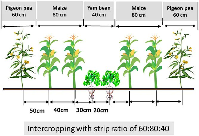 By 2050, we’ll need 50% more food, but the current systems are maxed out. Enter the #MexicanYamBean: a drought-tolerant, nitrogen-fixing, seed-grown root crop with high yields &amp; big potential for food, #pharma &amp; more. #FoodSecurity
doi.org/10.1002/csc2.7…