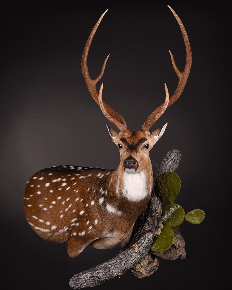 What’s on your workbench this week? 🦌🐟

Whether it’s a once-in-a-lifetime buck or a customer favorite, we want to hear what mount you’re working on. Reply below! 👇
 #McKenzieTaxidermy #InTheShop