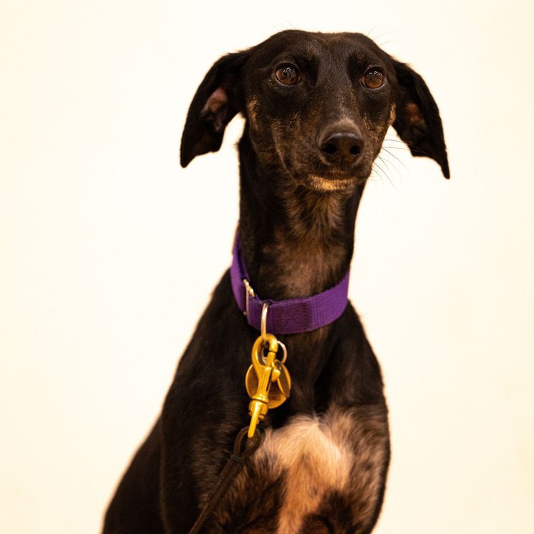 LurcherSOS's tweet image. Sofa snuggler, recall queen, car ride pro—Lulu’s got it all 🐾 She’s not crate-friendly and can’t be left alone, but with a doggy pal she settles beautifully. In foster in Hampshire &amp;amp; waiting for love. #AdoptLulu #WhippetMix #rehomehour