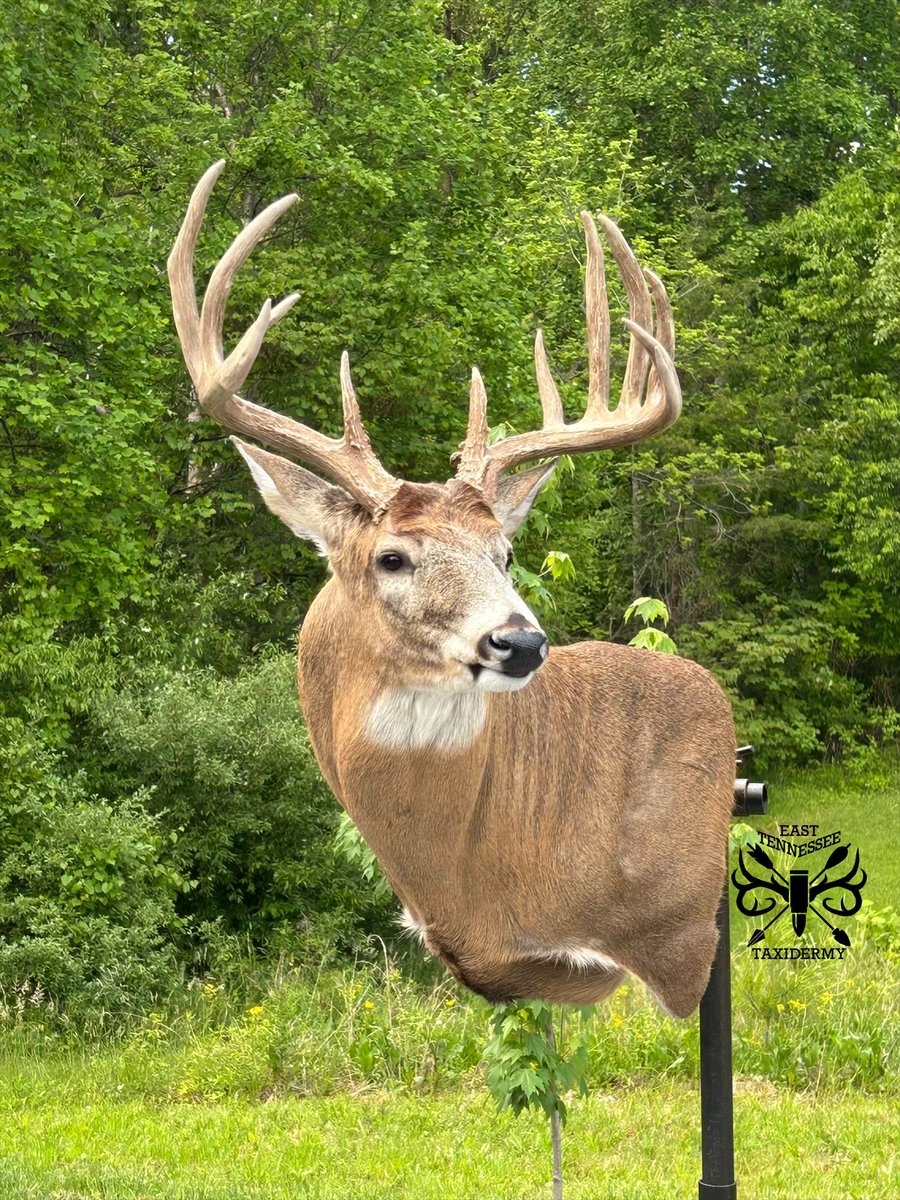 Brent Price of Eastern Tennessee Taxidermy brought this once-in-a-lifetime Kansas buck to life using our 6900WP form and Payer eyes. He chose the 6900WP for its majestic pose, saying it “shows the antlers off in a perfect position.” 

#MakeMineAMckenzie