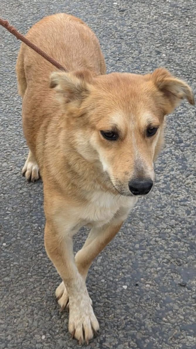 MARIBEL is currently in #Cambridgeshire
They think Maribel is a little corgi mix. This gorgeous small/medium dog has found life challenging in some ways. She originally came from a kill shelter in Romania and was brought to the U.K. several months ago
savingsaintsrescue.co.uk