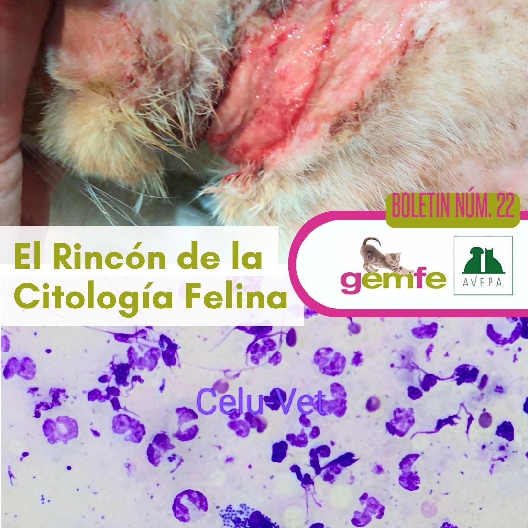 ¿#Piodermafelina? ¡Piensa siempre en la #citología!
En el #BoletínDigitalGEMFE nº 22, Mamen Rastrilla destaca su valor: rápida, económica y esencial para un uso racional de antibióticos.
Accede en el área de socios de AVEPA.
#CitologíaFelina #GEMFE #MedicinaFelina