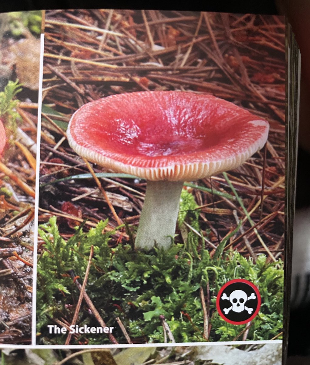 Looks tasty. And safe