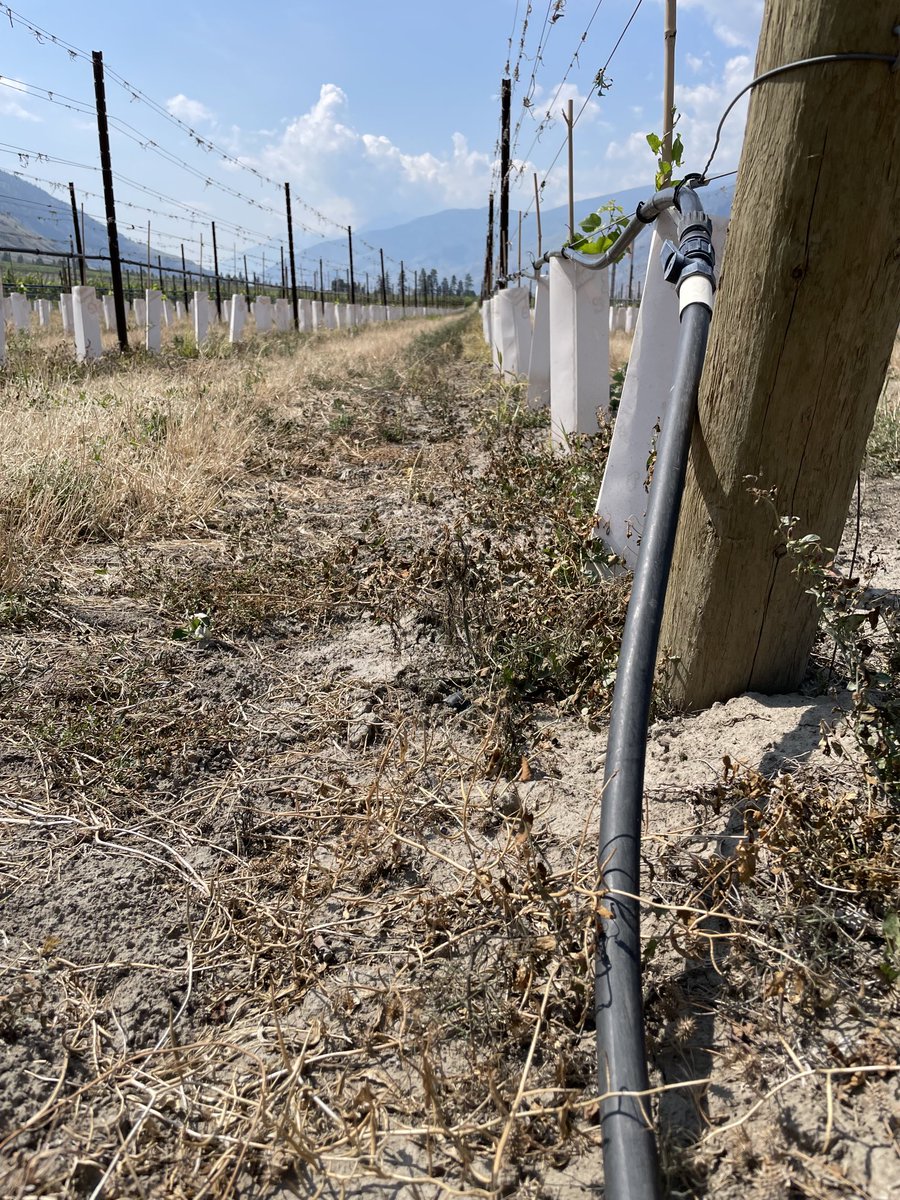 Ray Janssen (@ray_janssen) on Twitter photo Phoenix doing its job on Kochia in orchards in BC in 3 days. <a href="/gowancanada/">Gowan Canada</a> <a href="/Gowan_QC_Marit/">Gowan Canada - Quebec & Maritimes (Slim Doghri)</a> #grapes #kochia #vineyards Phoenix doing its job on Kochia in orchards in BC in 3 days. <a href="/gowancanada/">Gowan Canada</a> <a href="/Gowan_QC_Marit/">Gowan Canada - Quebec & Maritimes (Slim Doghri)</a> #grapes #kochia #vineyards
